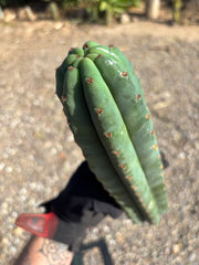 💎👑🌶️ Pierre — 13” Tip