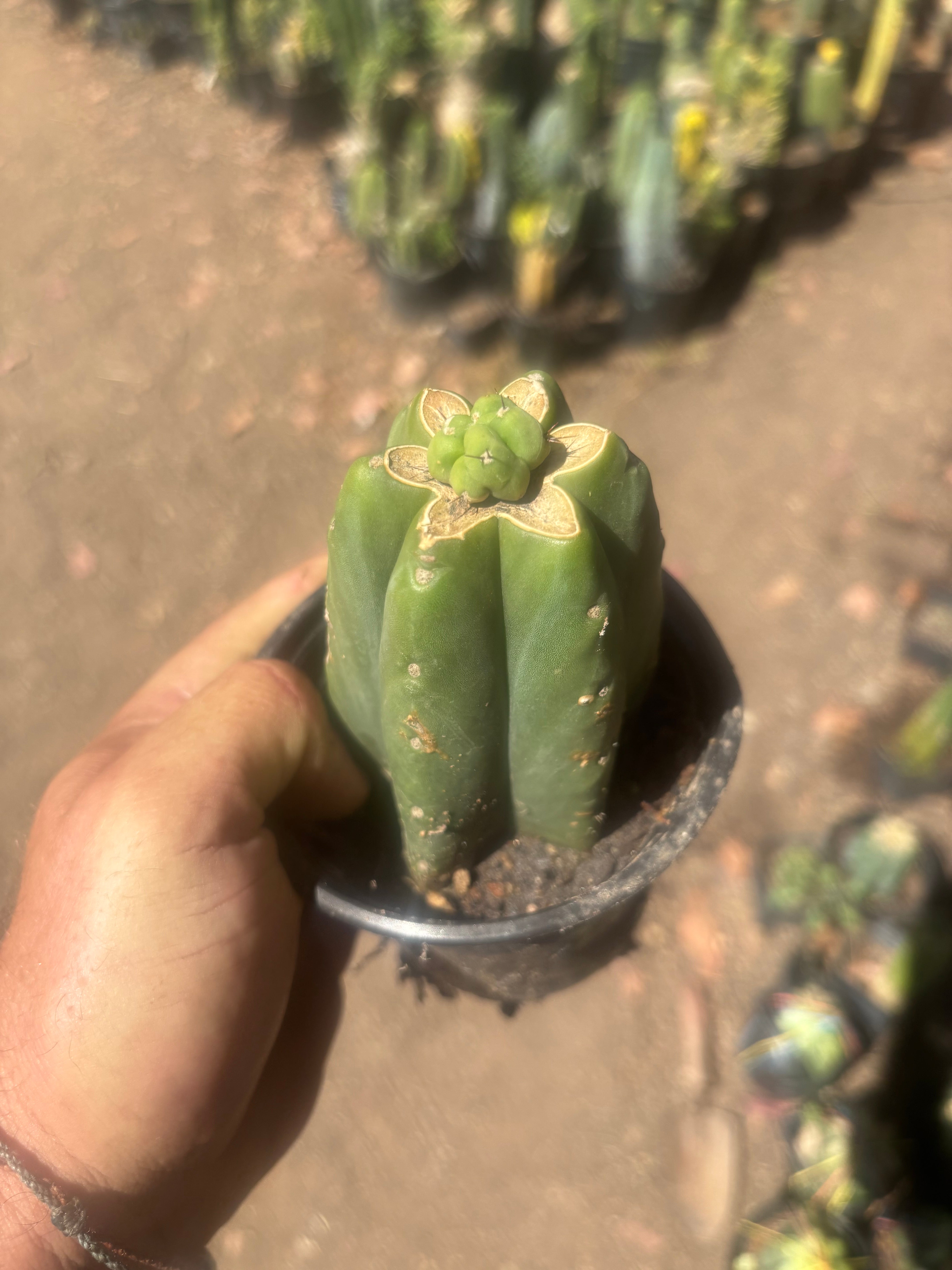 👑💎🌶️  CSD — Another Pup Graft on Rooted Pierre
