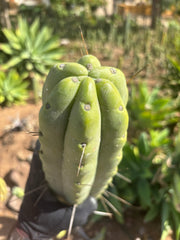 👑💎🌶️🌶️ Eileen — Max Girth 12” Tips