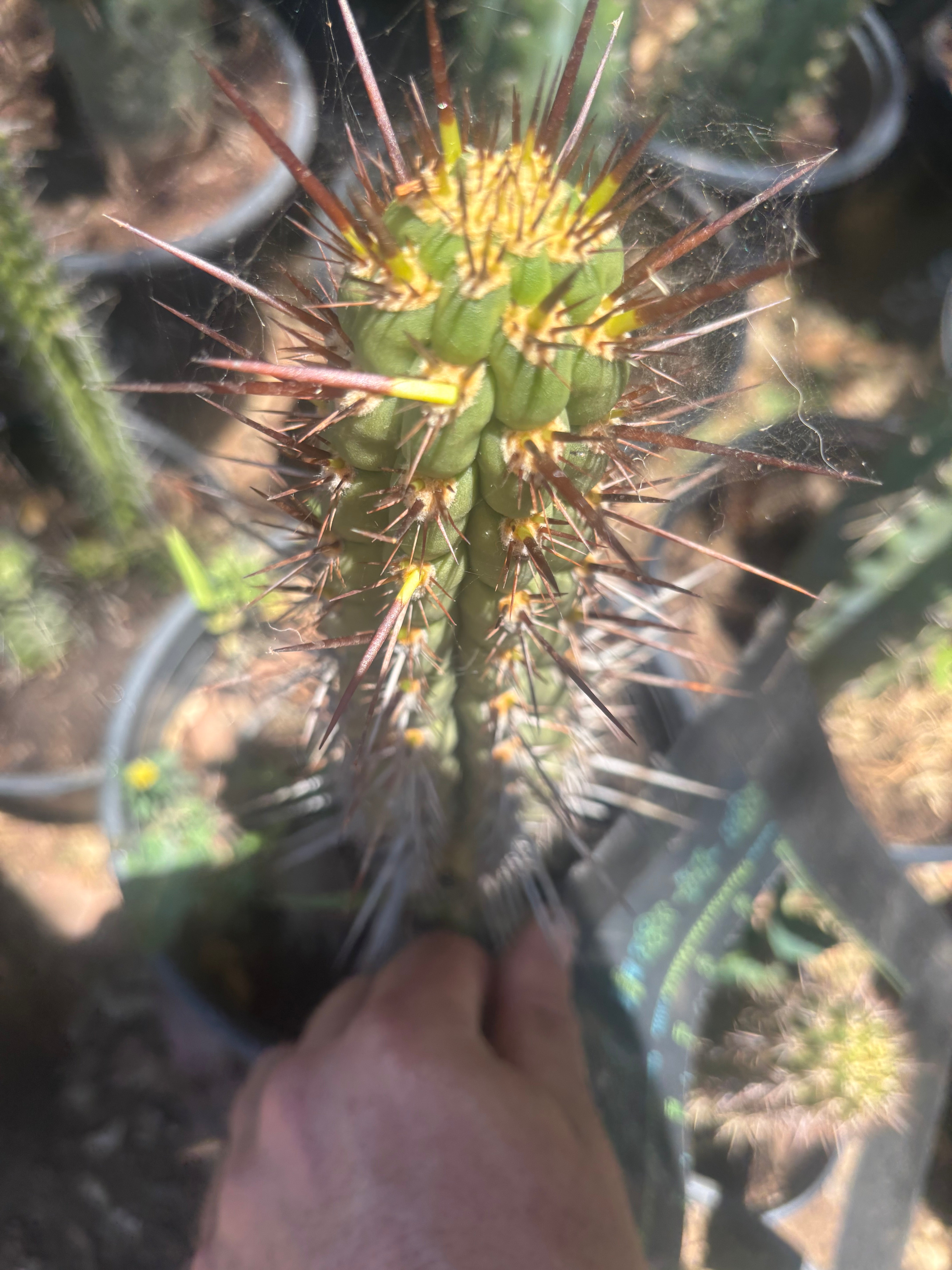 💎👑💎 T. Deserticola — 8” Tip