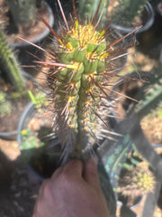💎👑💎 T. Deserticola — 8” Tip
