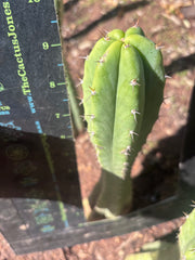 👑🌶️🌶️ Landfill — 9” Tip