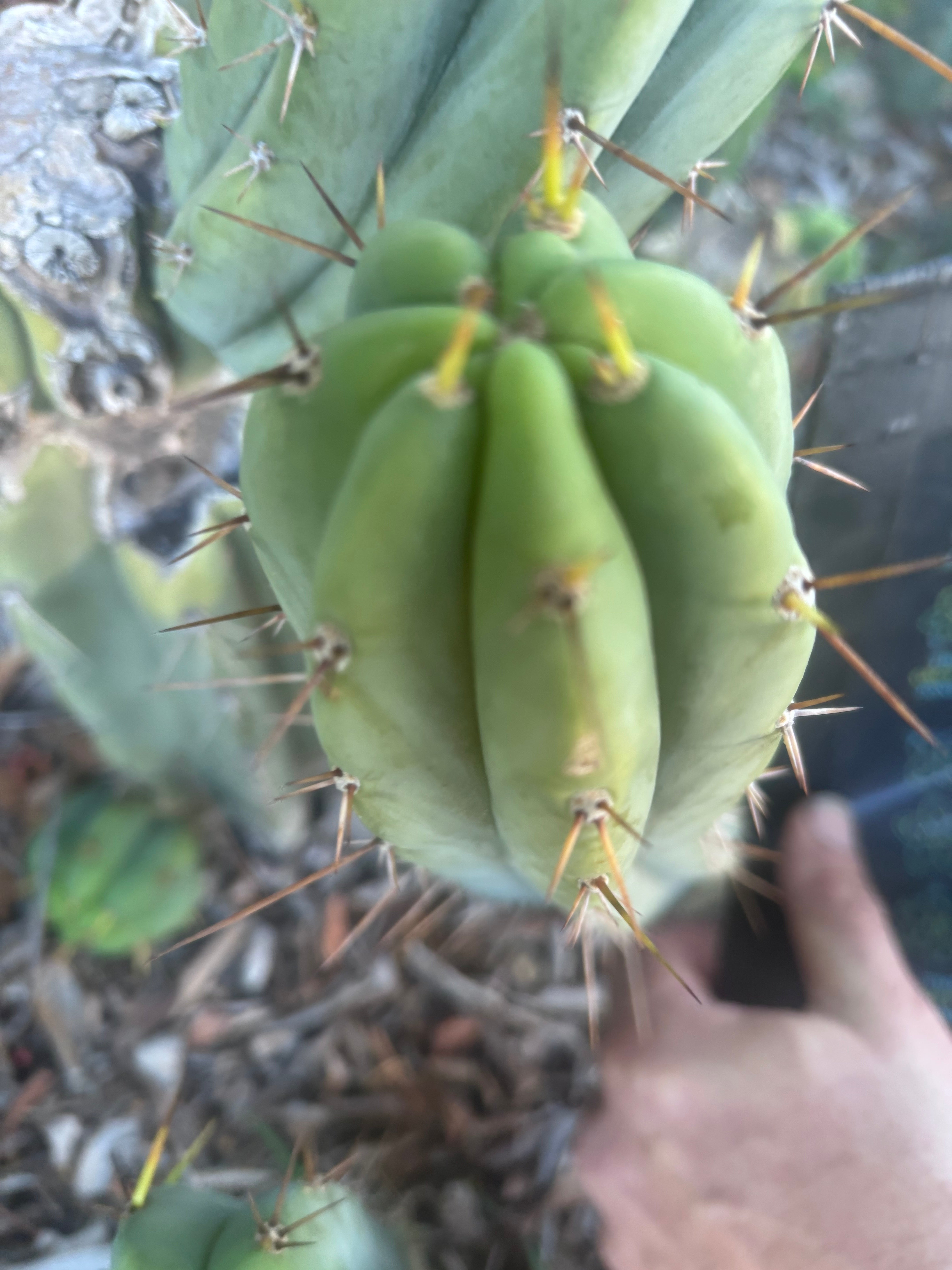 👑🌶️🌶️ Pala — 9” Pup