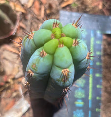 💎👑🌶️ Sharxx Blue — Chubby 8” Pup
