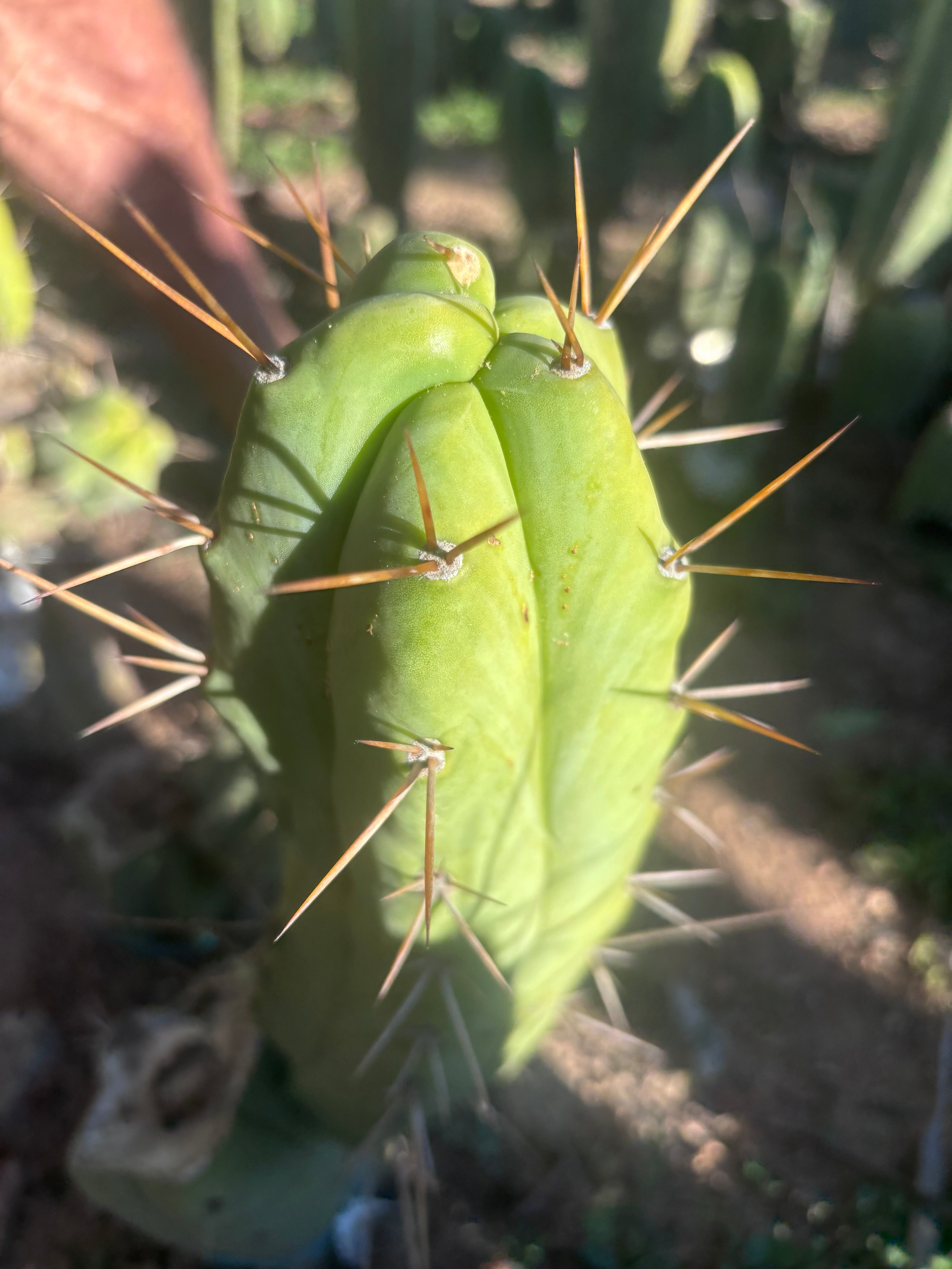 💎👑🌶️ Bruce — 10” Pup