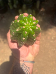 💎🦄💎 JS444 x Pluto (Cross Genus!) — Fat 5” Grenade
