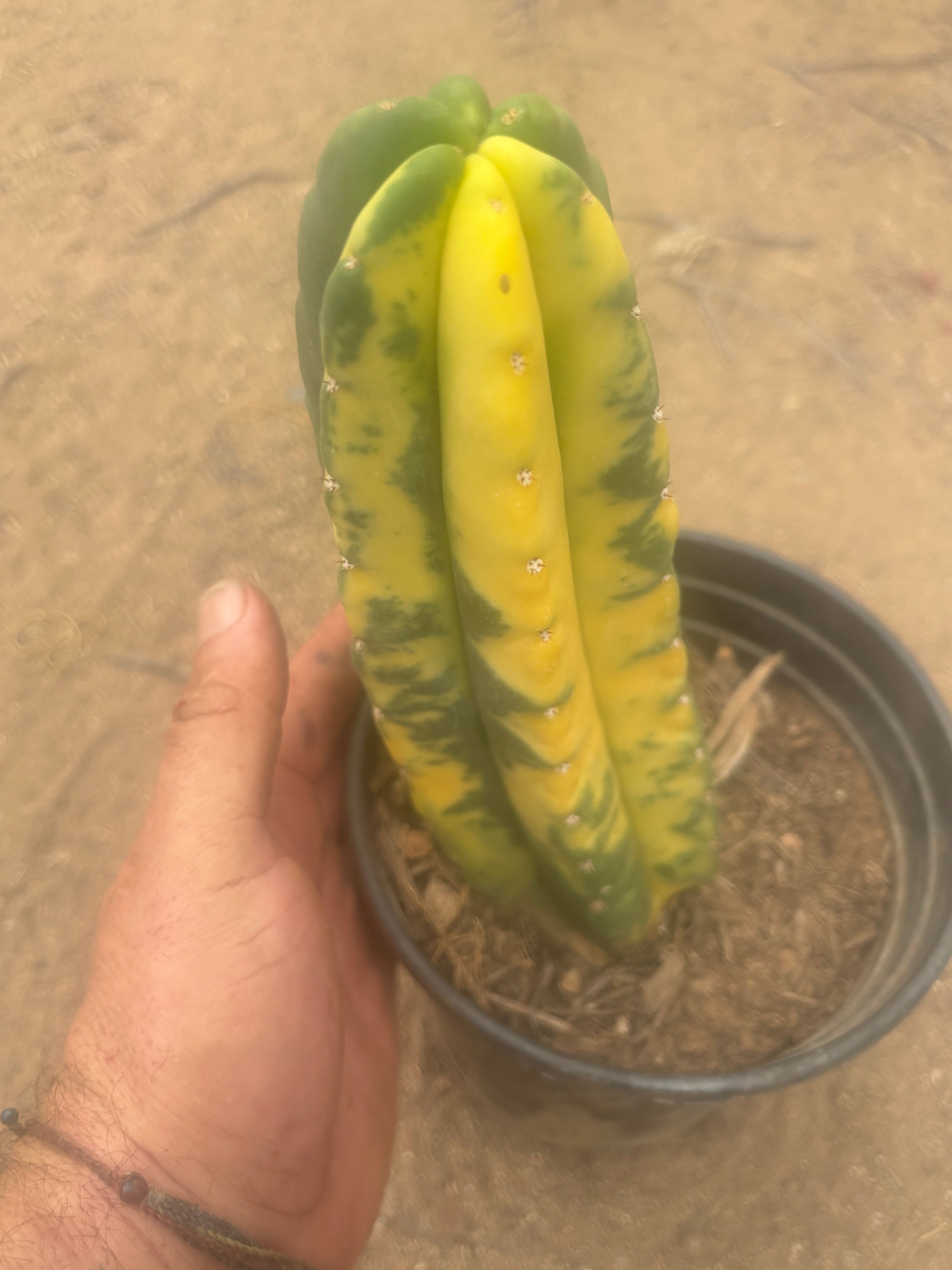 💎🔰💎💎 FVV3  — Fully Rooted 8” Pup