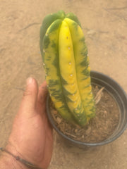💎🔰💎💎 FVV3  — Fully Rooted 8” Pup