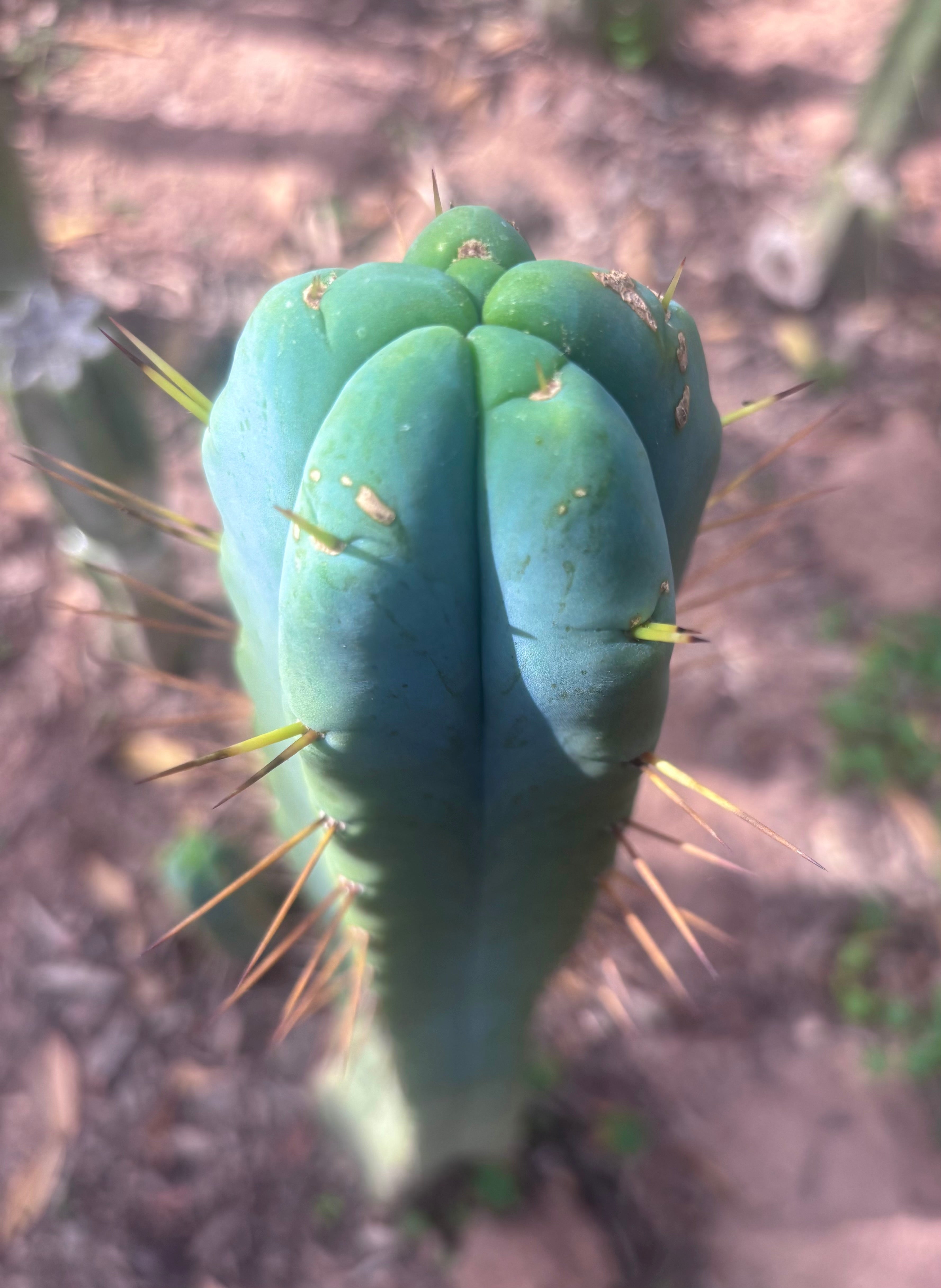 👑🌶️🌶️ SS02 — 10” Tip