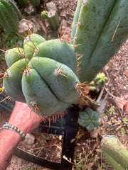 👑🌶️ Kimnach — Chonky 12” Pup