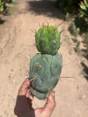 💎👑 Bruce’s Dragon — Chonky 9” Stacker Pup