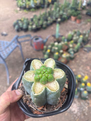 💎👑💎 Havran — Pup Graft on Rooted Shine01
