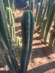 💎🌶️ 0102 — XXL Two Footer Tip (24”)