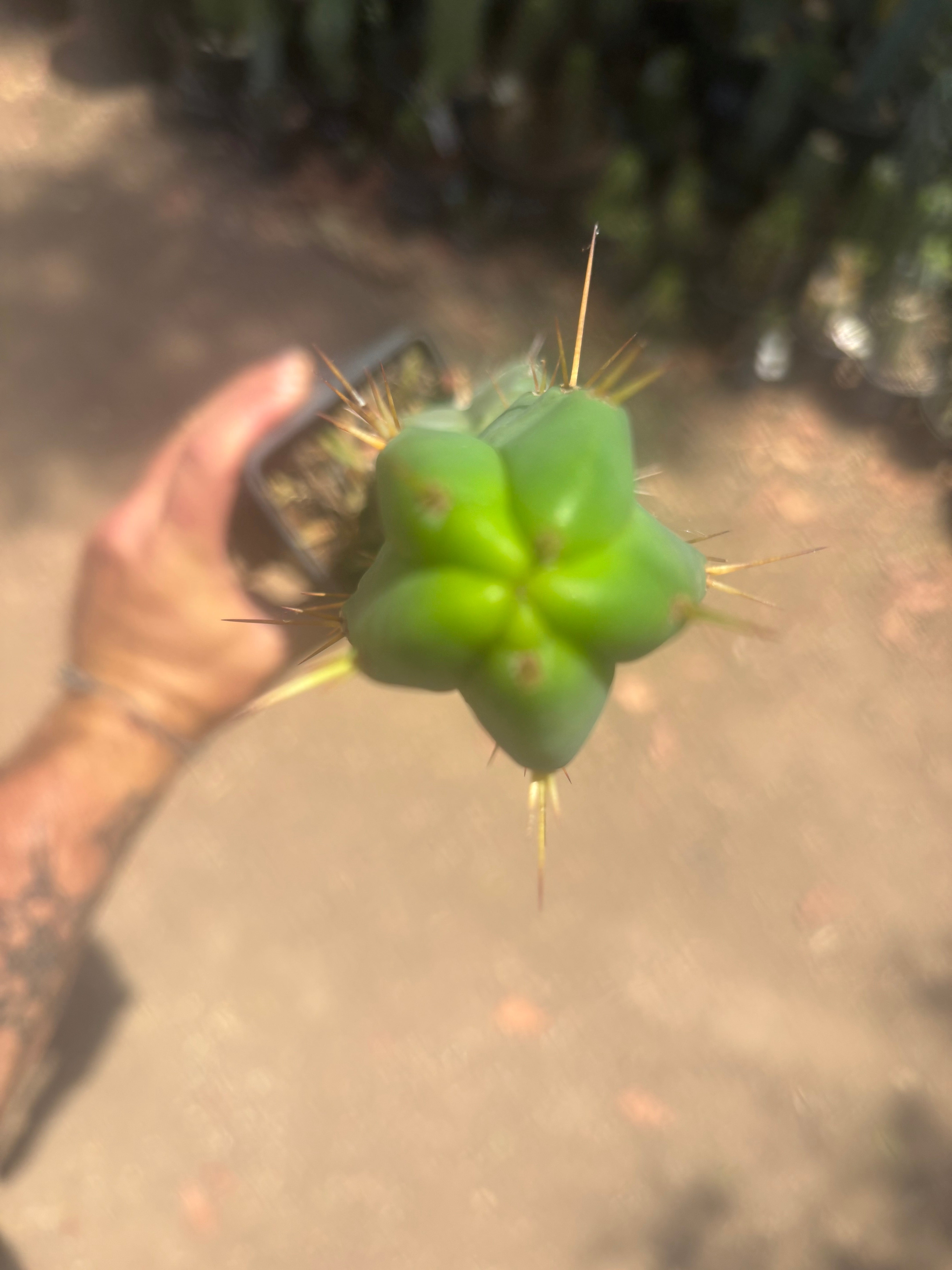 👑🌶️🌶️ Dulzura — Ugly, Rootbound and Pumping 💪15”