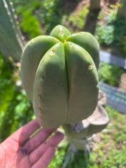 💎 Hulk x Zed MELON