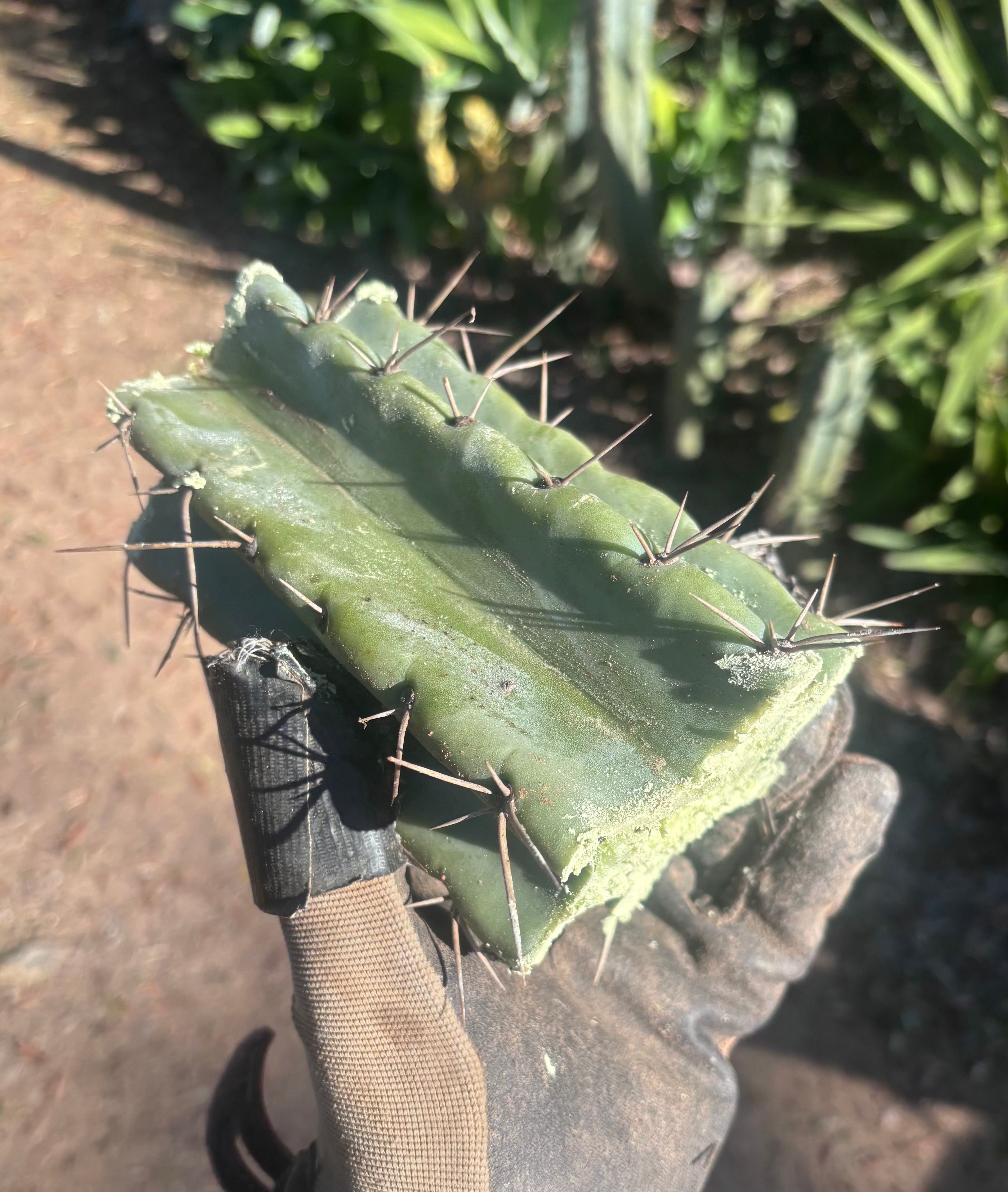 🎁🌶️ NEW Add On Freebie! — NOM Midcuts