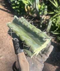 🎁🌶️ NEW Add On Freebie! — NOM Midcuts