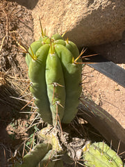 🌶️🌶️⚠️ E.R. — 9” Pup