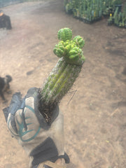 💎👑💎 Havran — Established Multi-Pup Slab Graft, Rooted