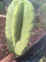 💎👑🌶️ Ferah — Chonky 8.5” Tip