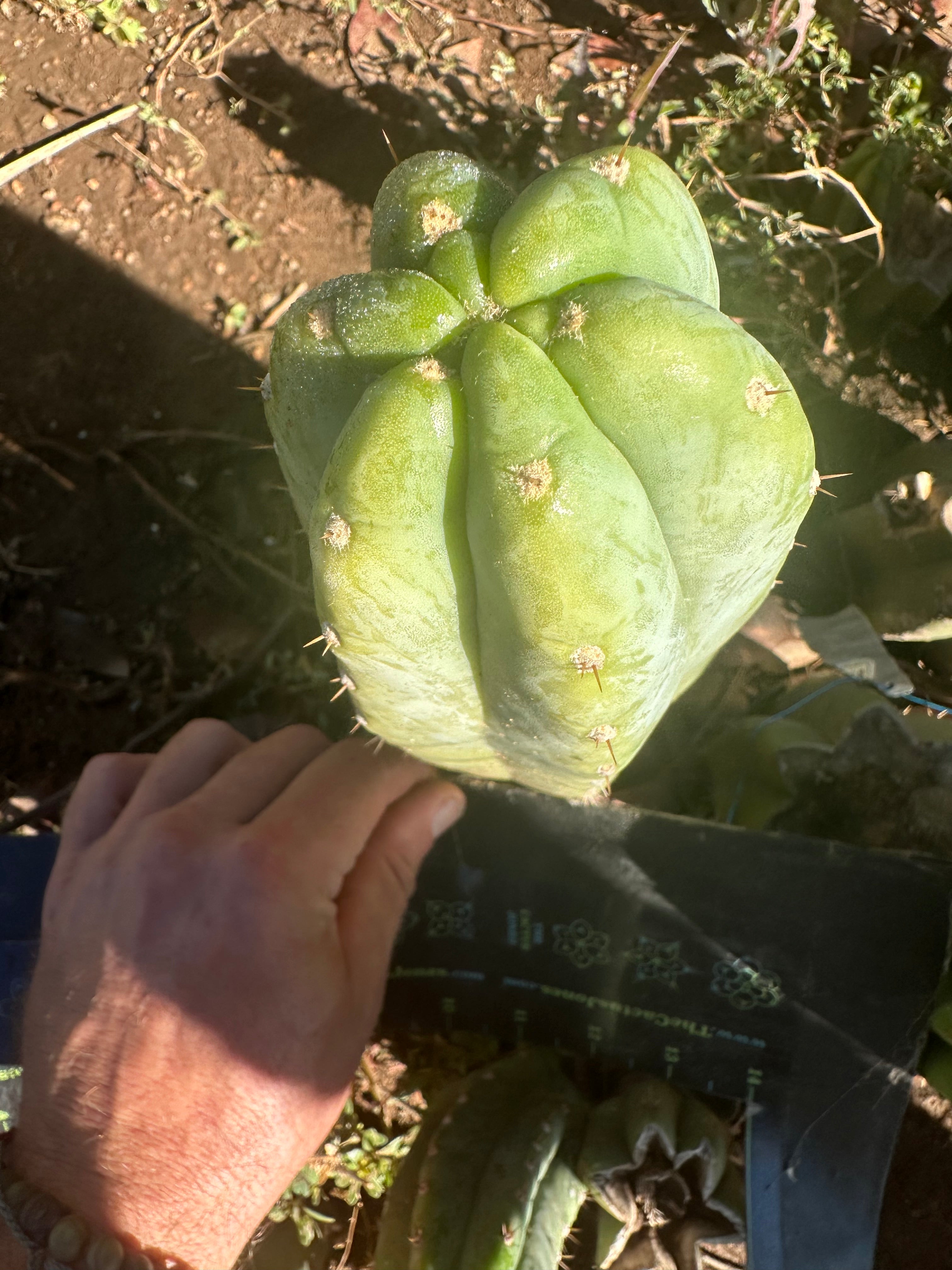 👑🌶️🌶️ Landfill — Thick 8” Tip