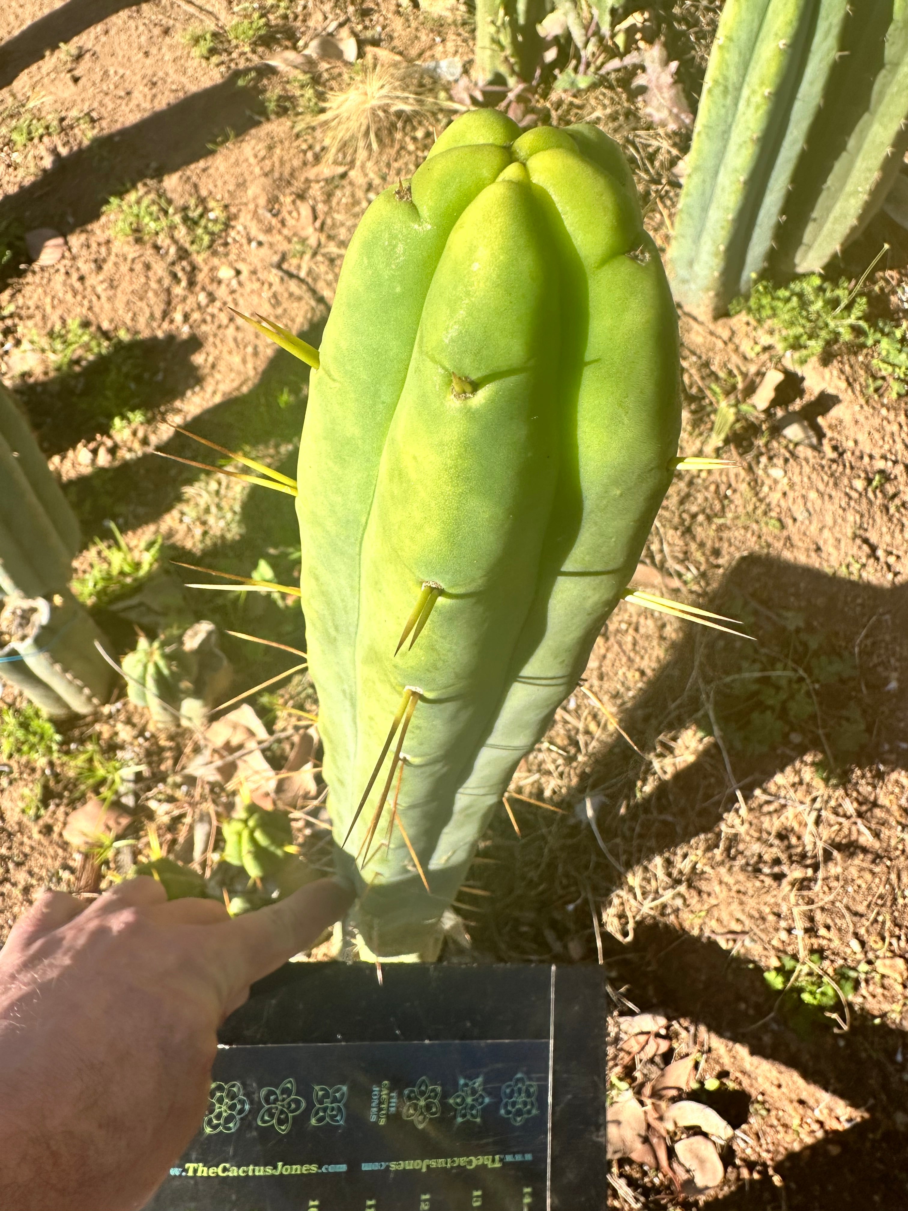 👑🌶️ More Jiimz Twin Spine  — 12” Tips