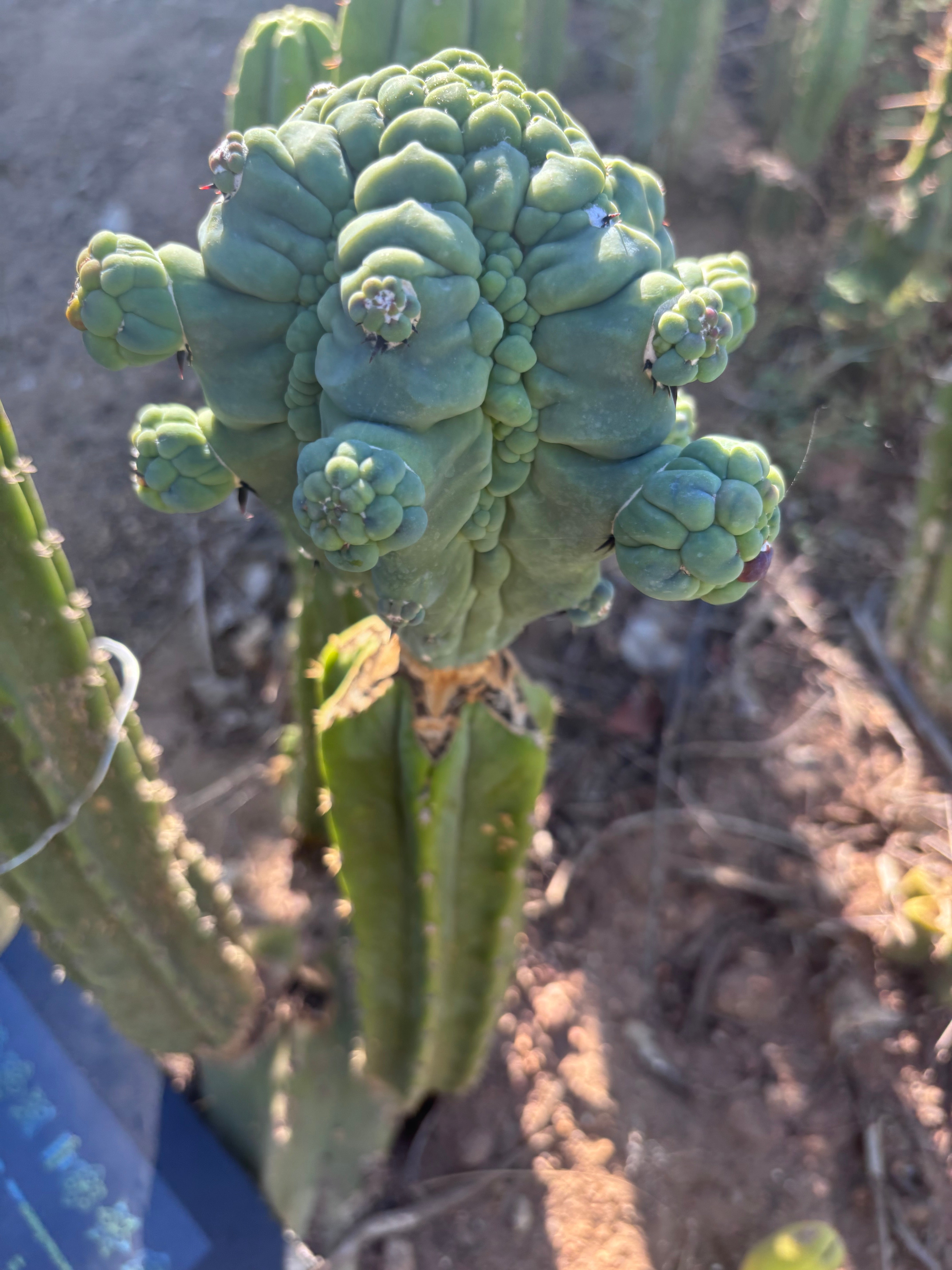 👑💎 Glorp — XXL Graft with 10+ Pups