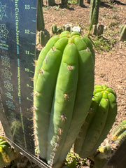 Unnamed Pachanoi — 12” Tips