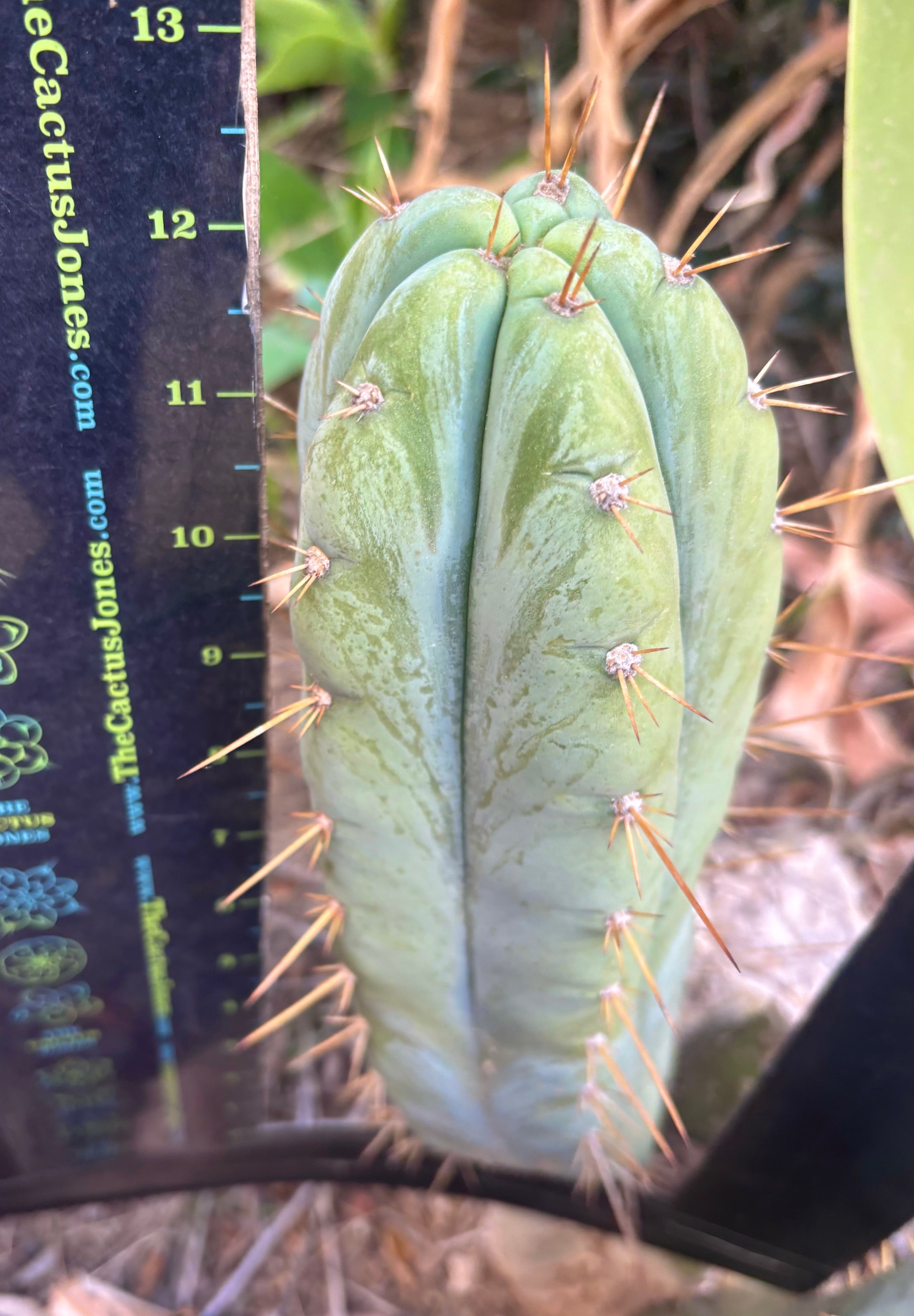 👑 Lotusland Huanu —  Fat 12” Pup