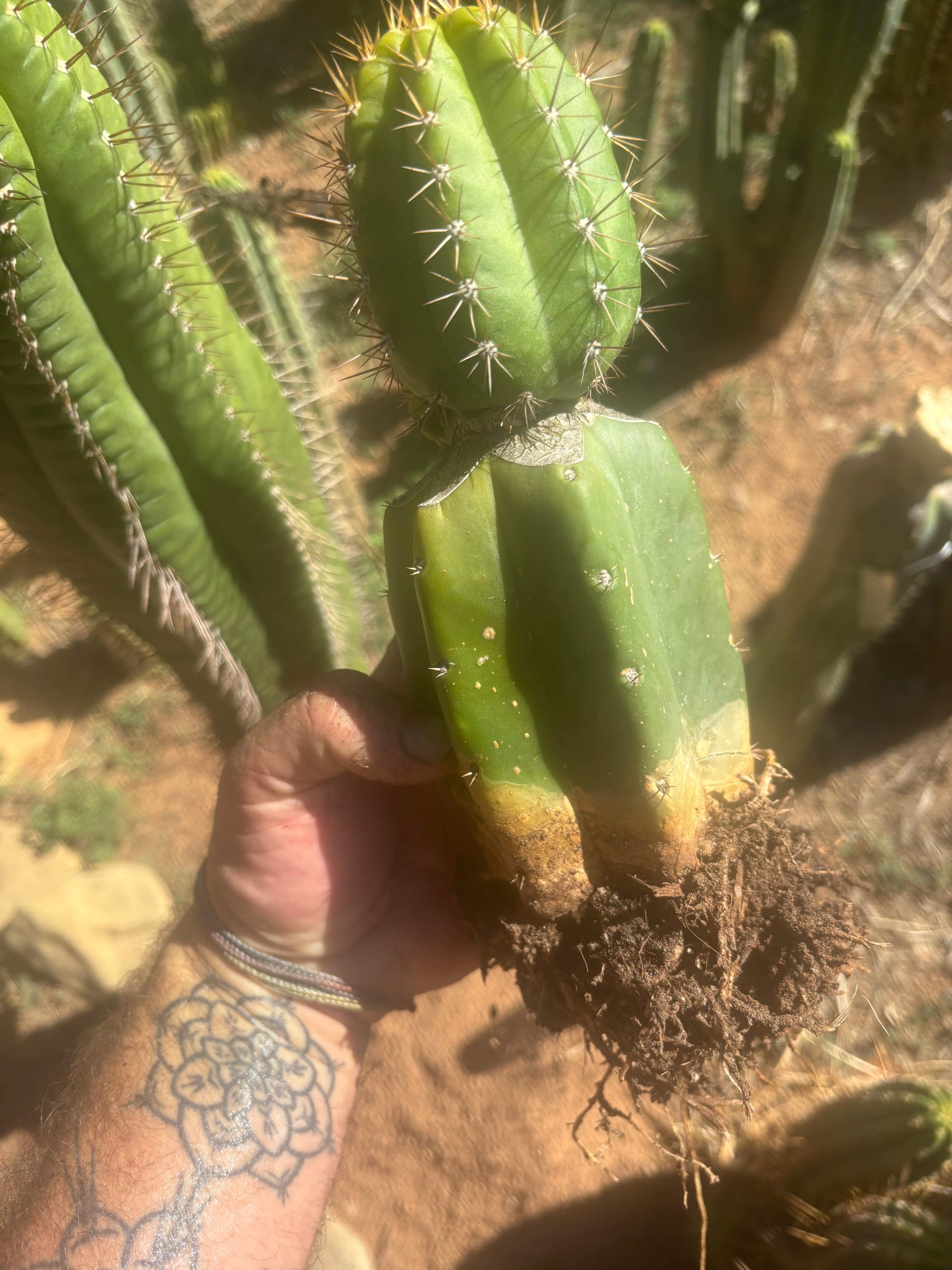 💎👑💎❗️Parques De Leyendes —BK08611.4 Clone A — Established Rooted Slab Graft w/ Large Pup