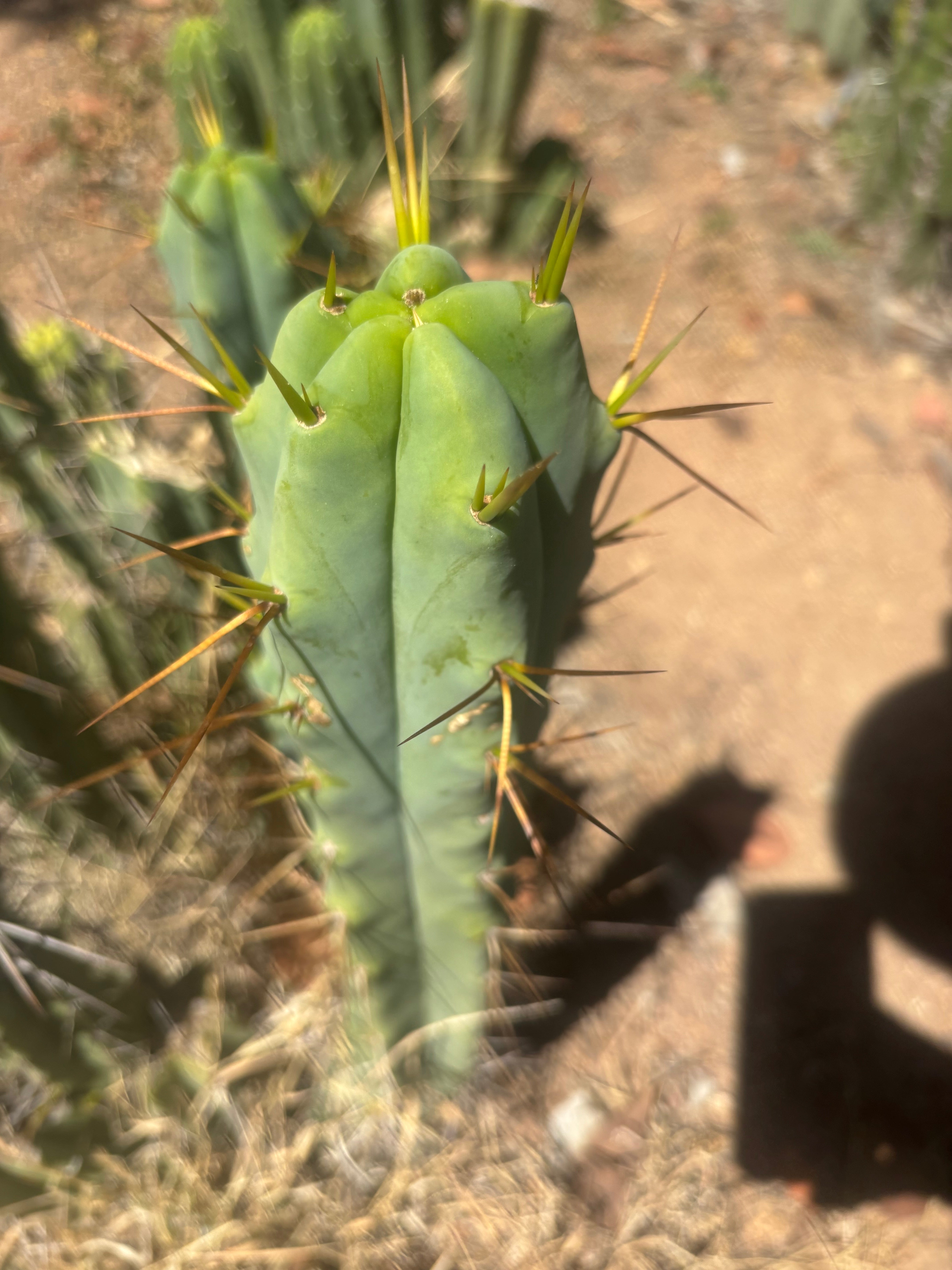 👑🌶️ Medicine Man — 14” Tip