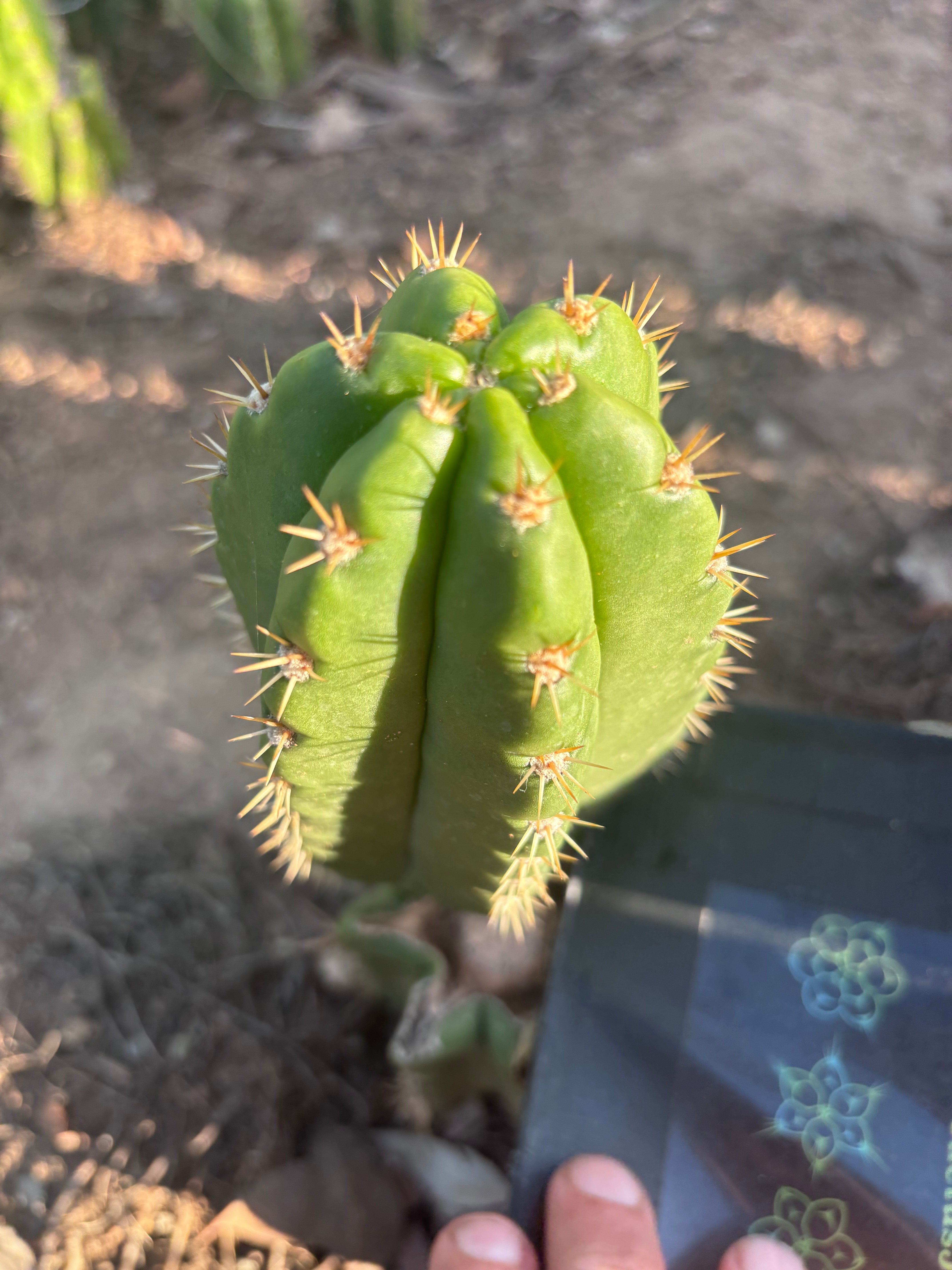 💎👑💎🌶️ CareBear — 6” Pup