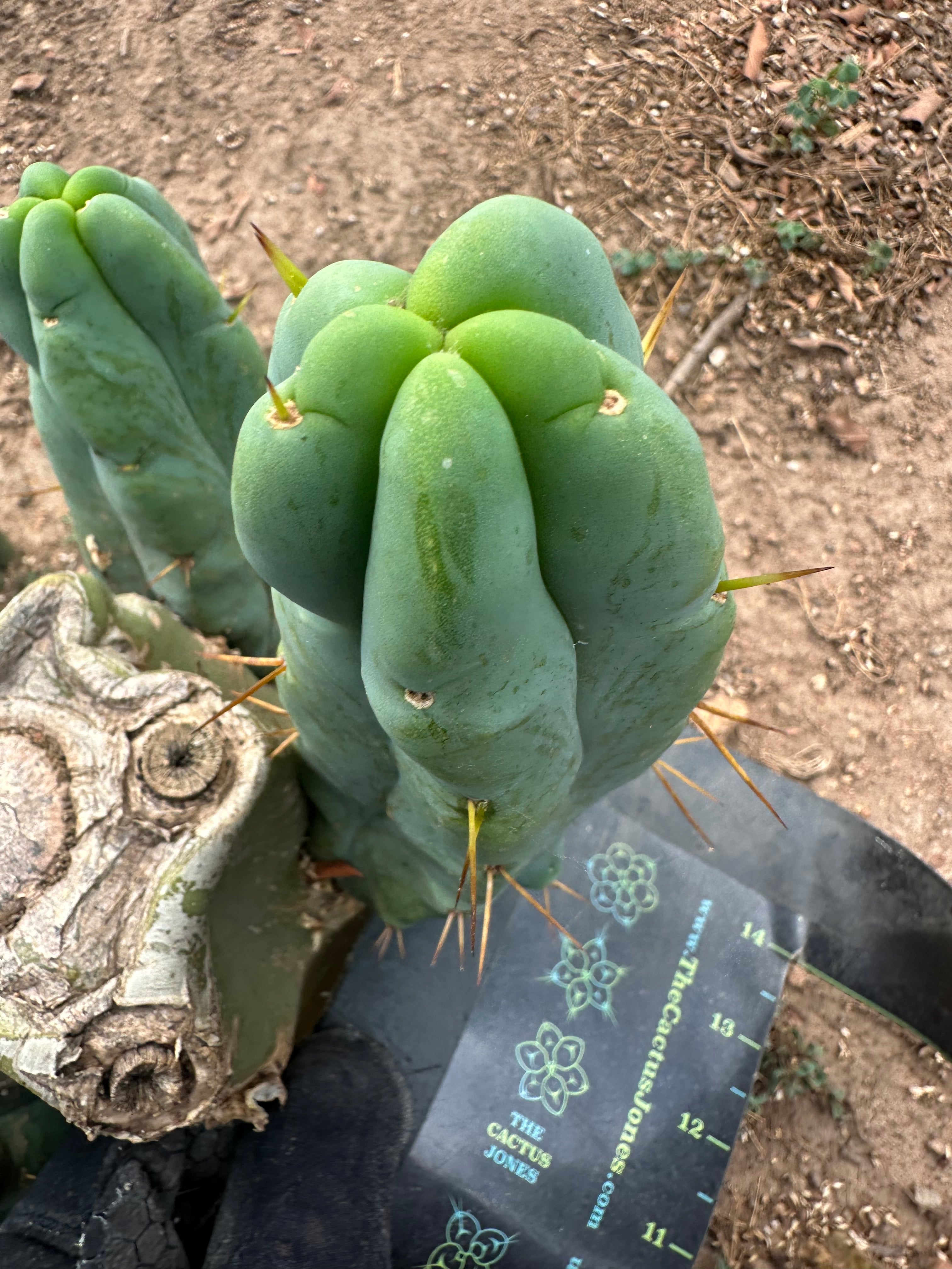 👑🌶️ Caballero — 8” Pup