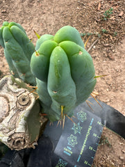 👑🌶️ Caballero — 8” Pup