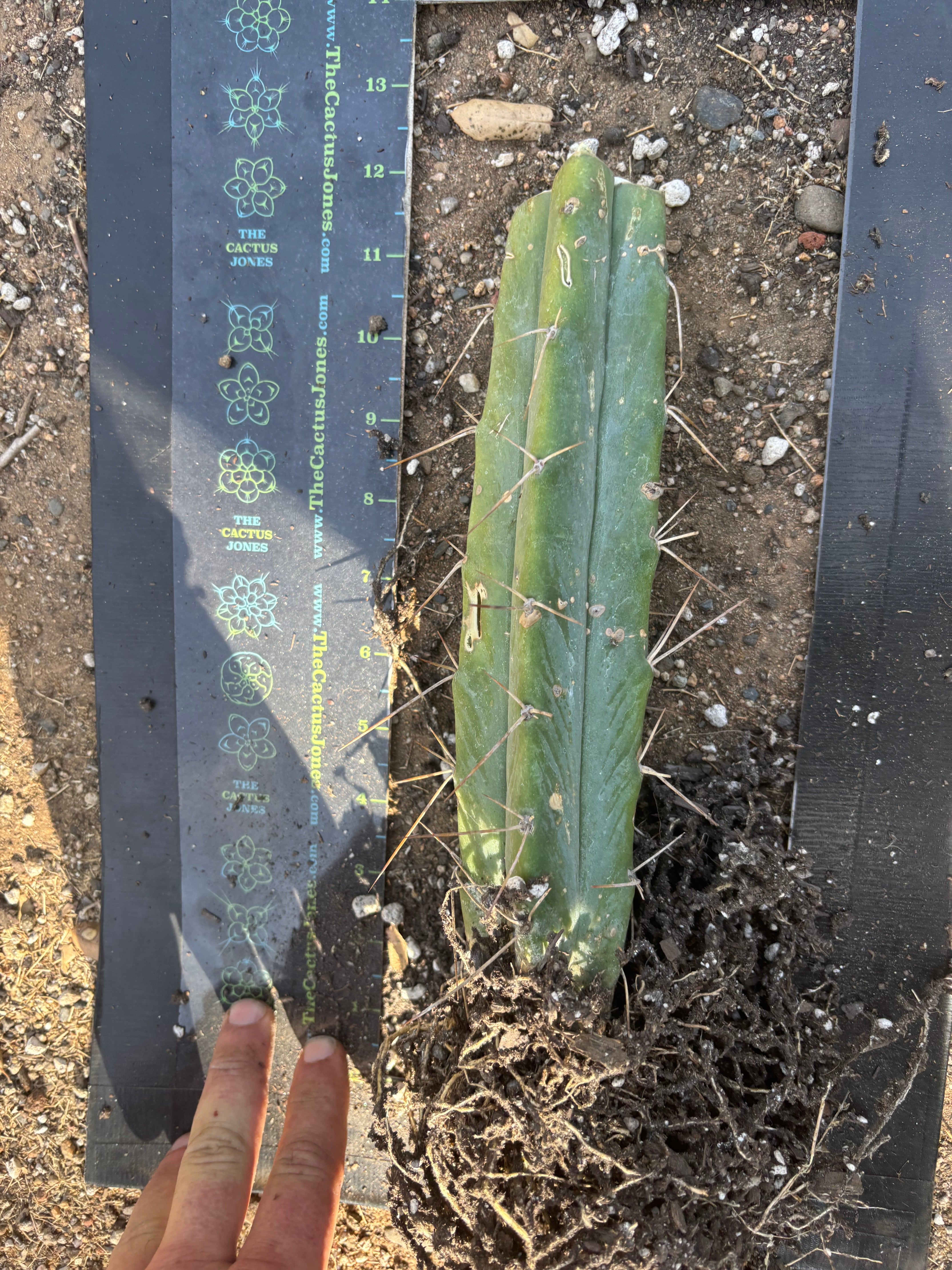 👑🌶️ BBB — Another Fully Rooted Stump — 12”
