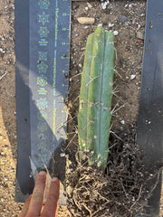 👑🌶️ BBB — Another Fully Rooted Stump — 12”