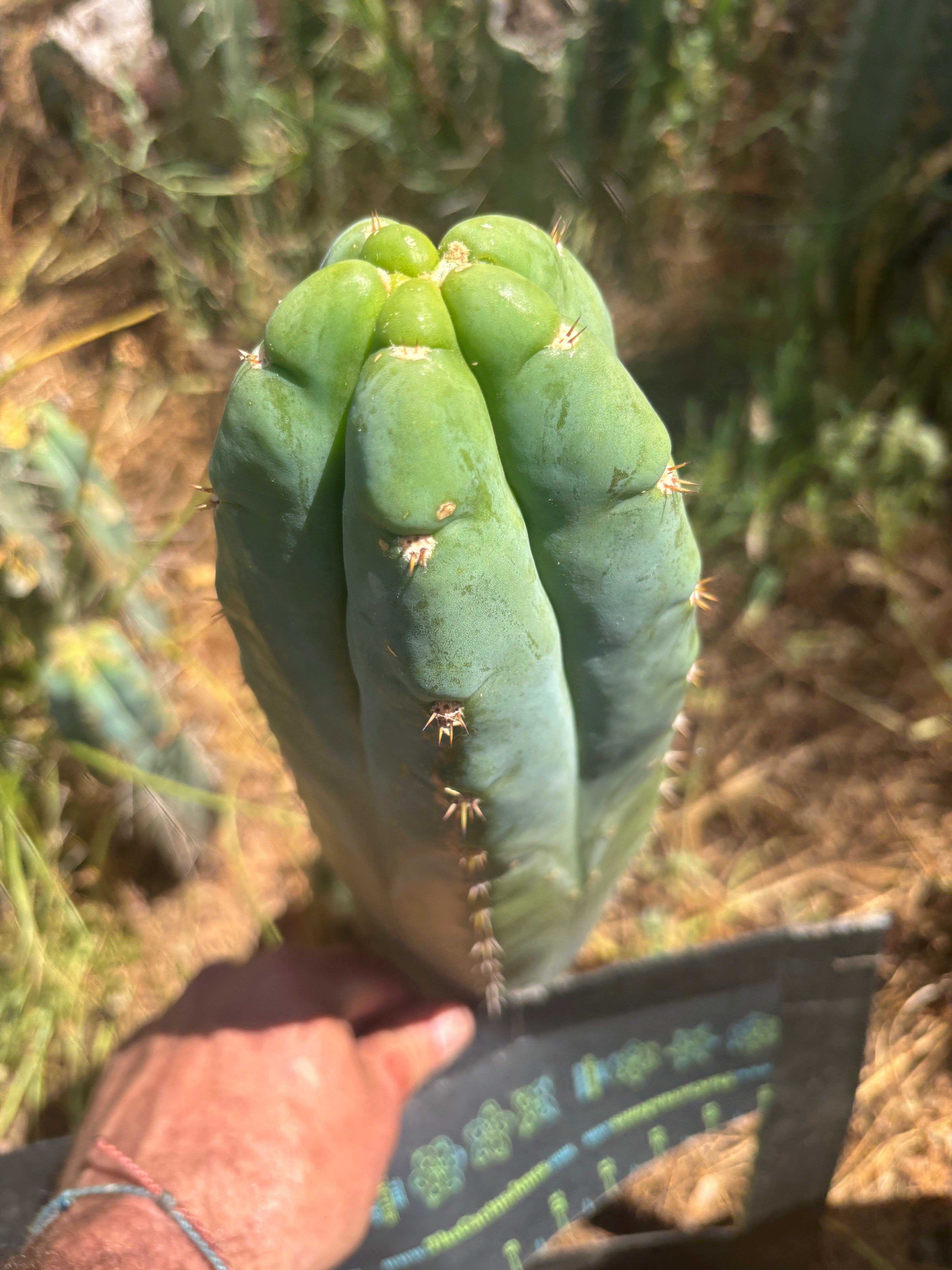 💎👑🌶️ Bob’s Colossus — Beefy 11” Tip