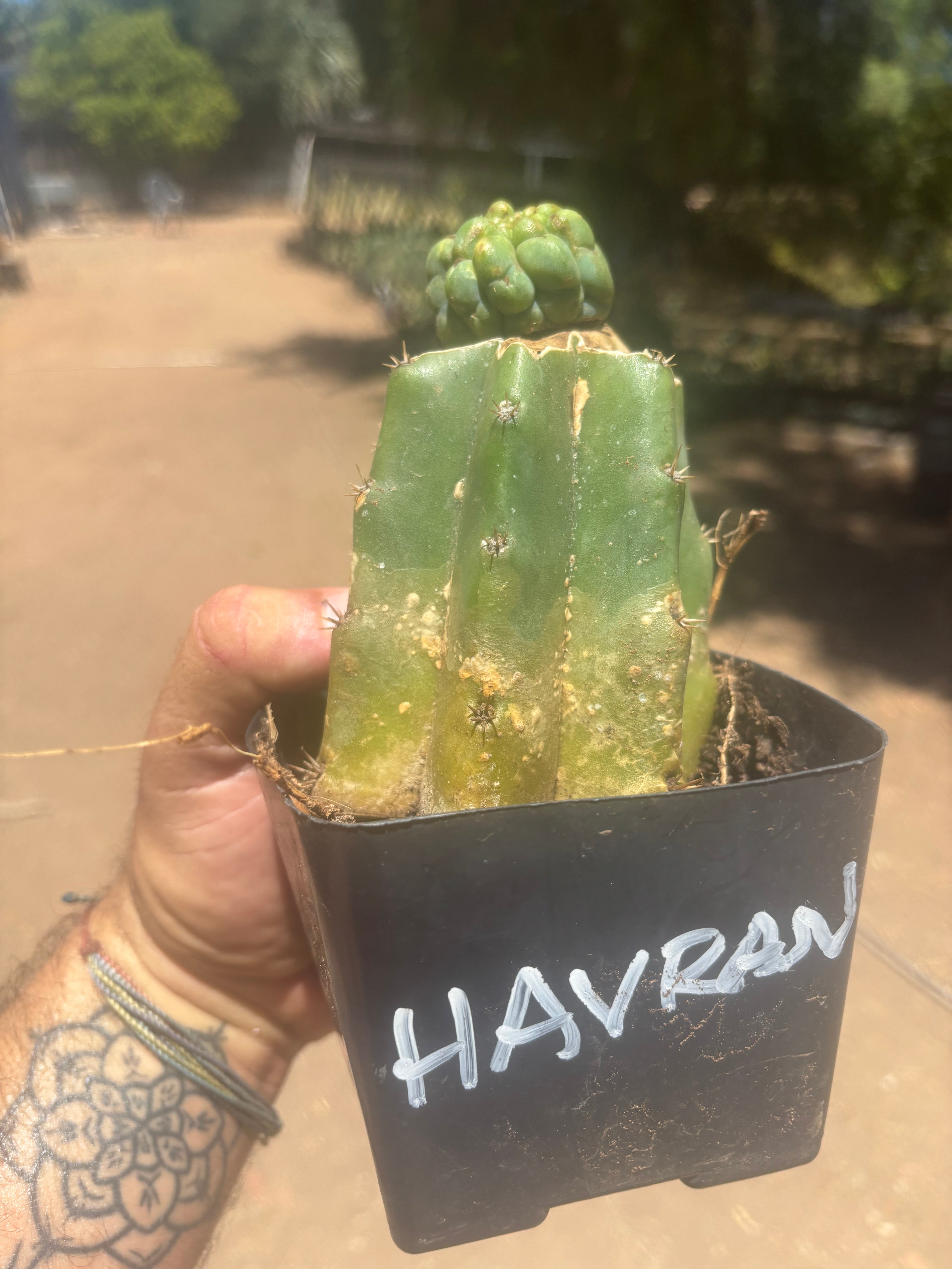 💎👑💎 Havran — Pup Graft on Rooted PC