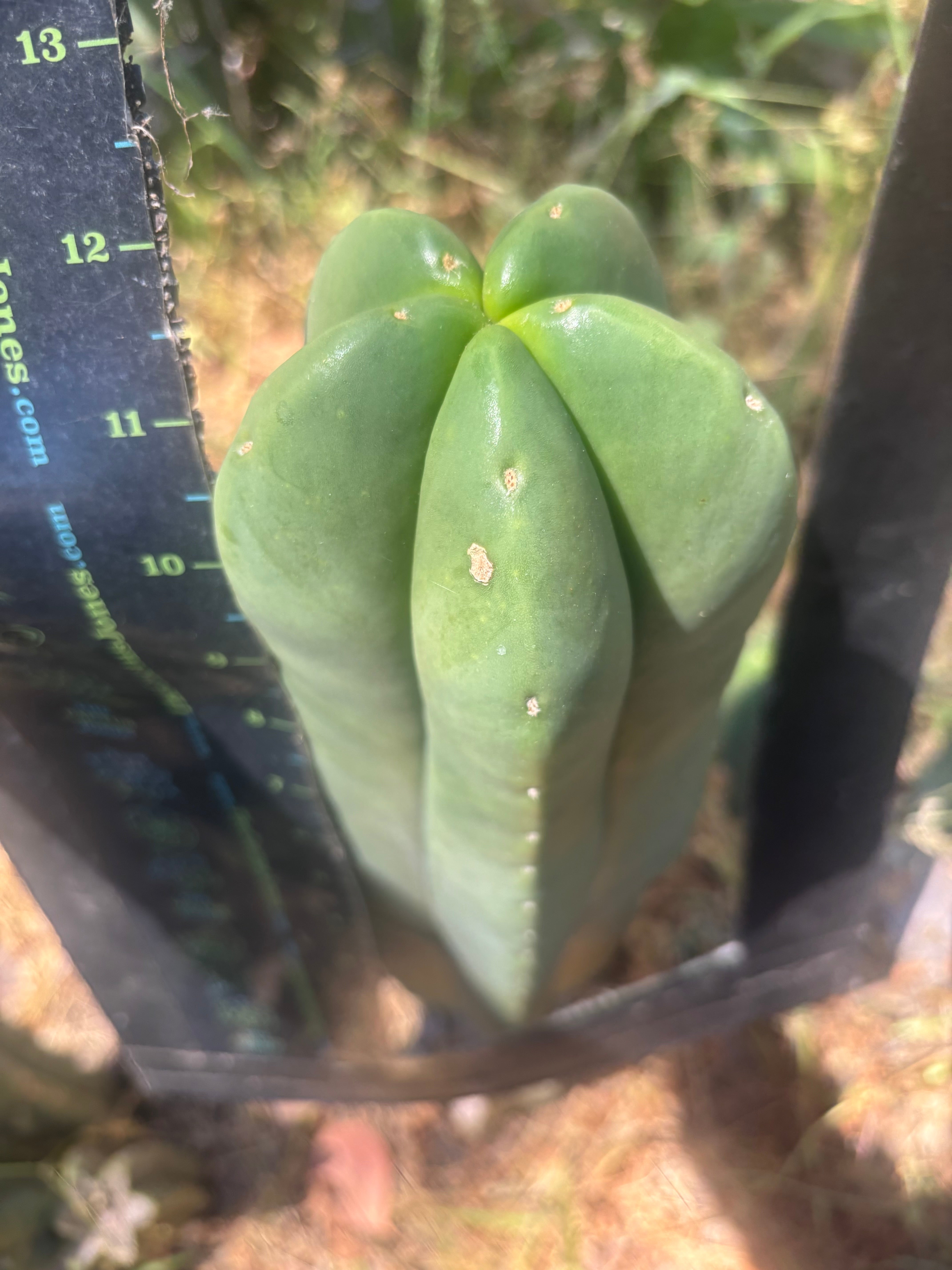 👑💎 Aussie Scop — FAT 12” Tip