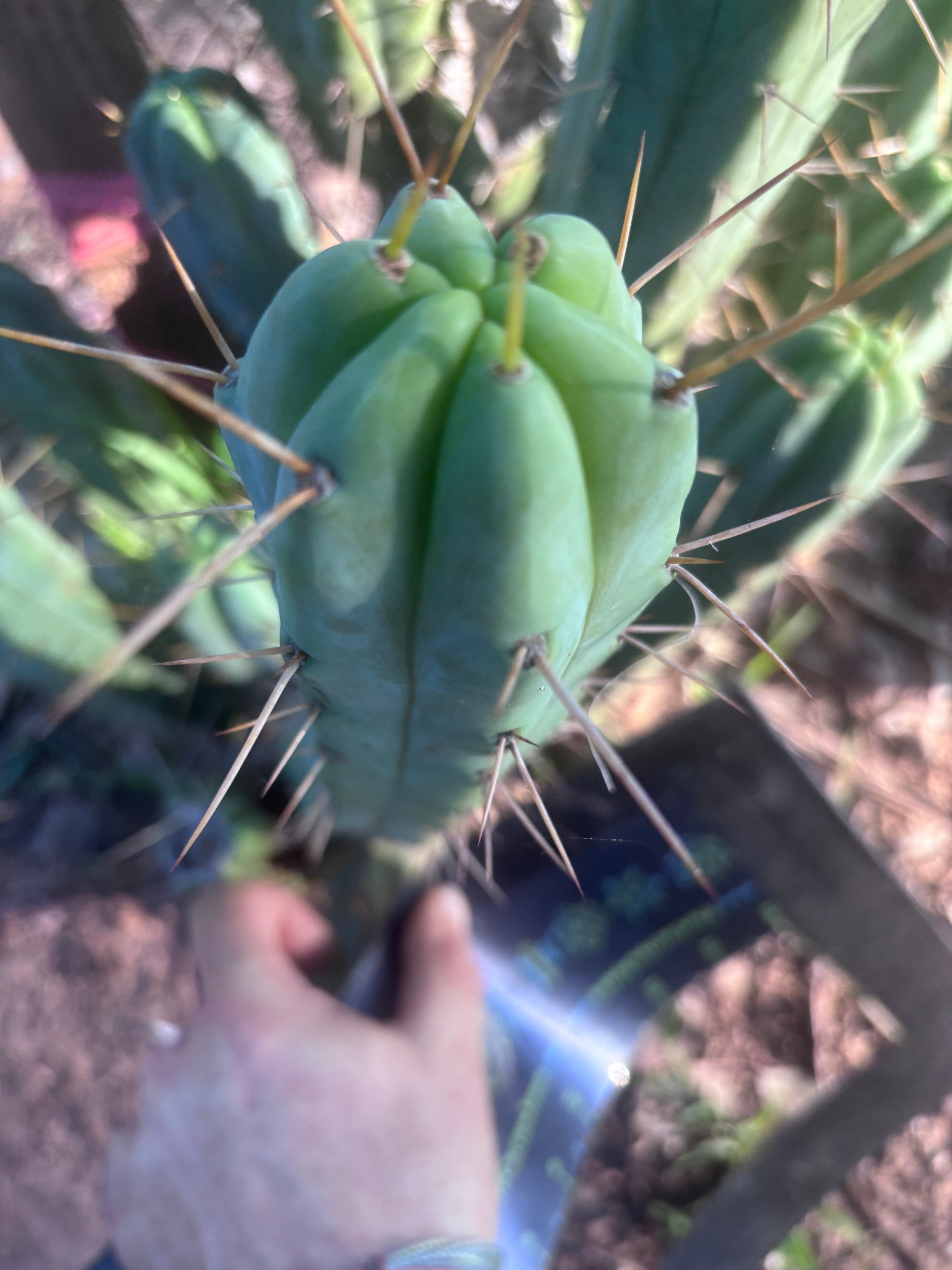 👑🌶️🌶️ Kate’s Bridge — 10” Tips