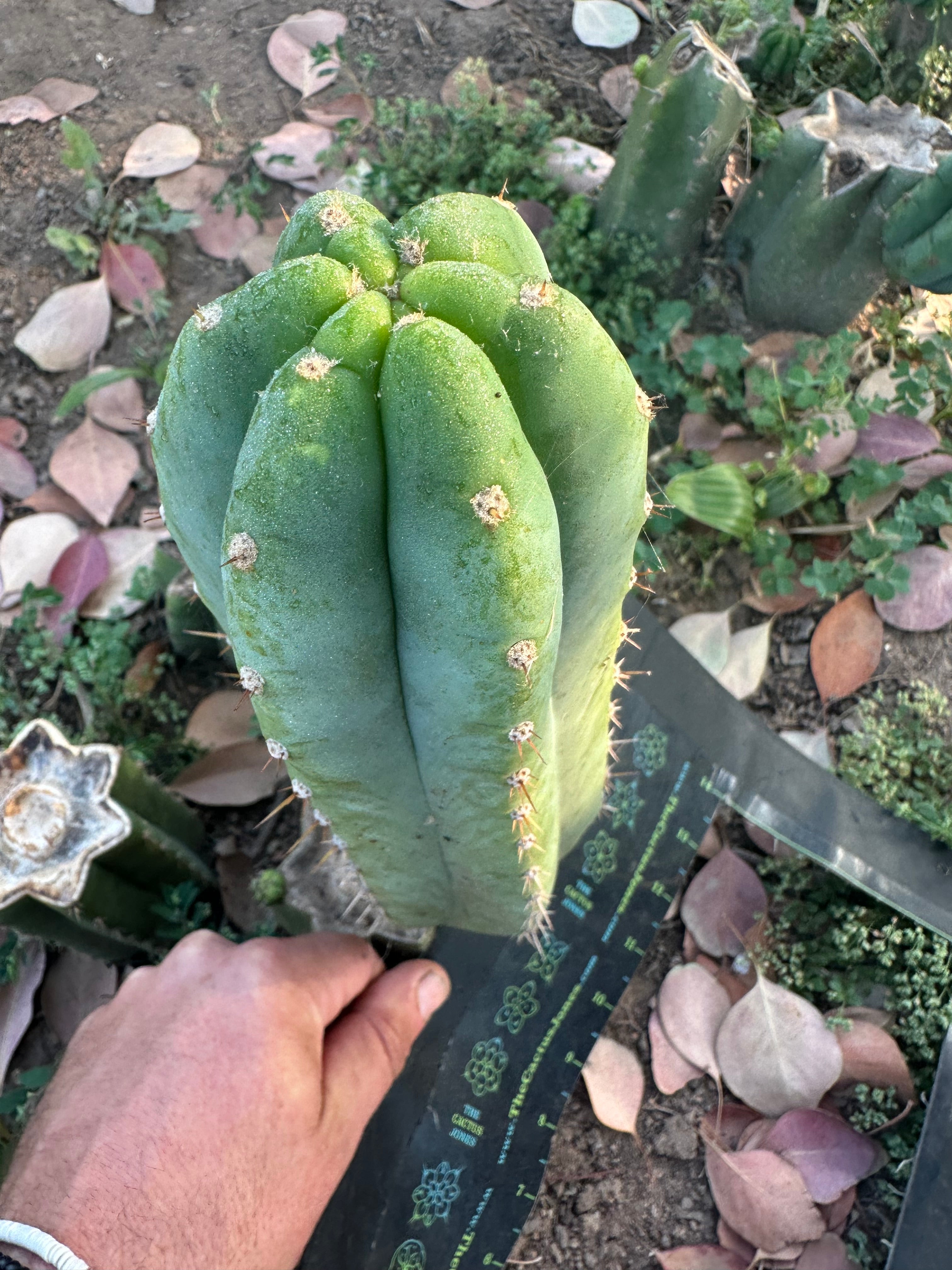 👑🌶️🌶️ Landfill — 11” Pup