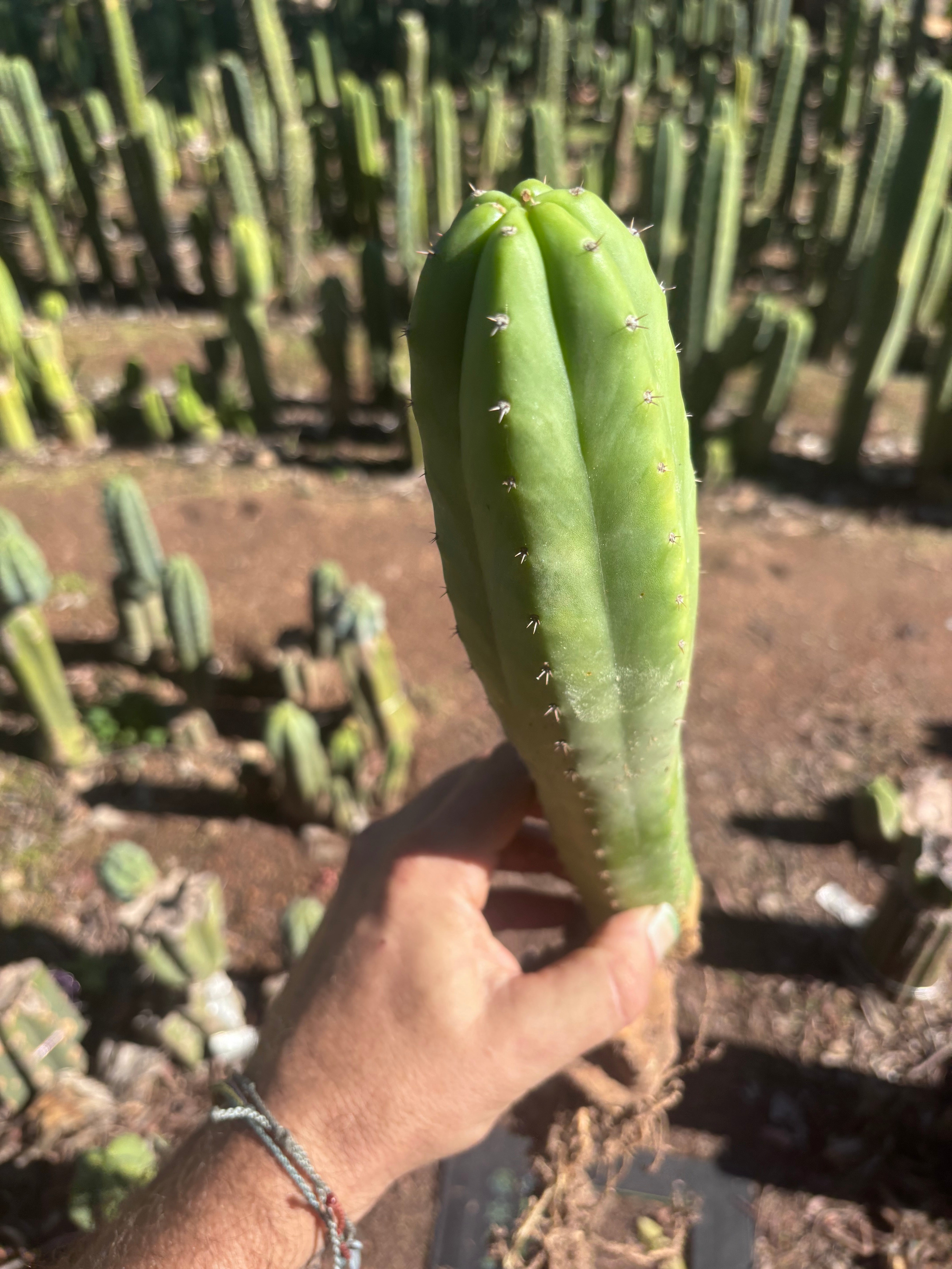 👑🌶️ Ecuadorian Pach — Rooted 15”