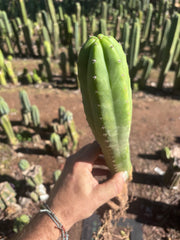 👑🌶️ Ecuadorian Pach — Rooted 15”