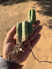 👑🌶️🌶️ Landfill — Small Rooted Mid