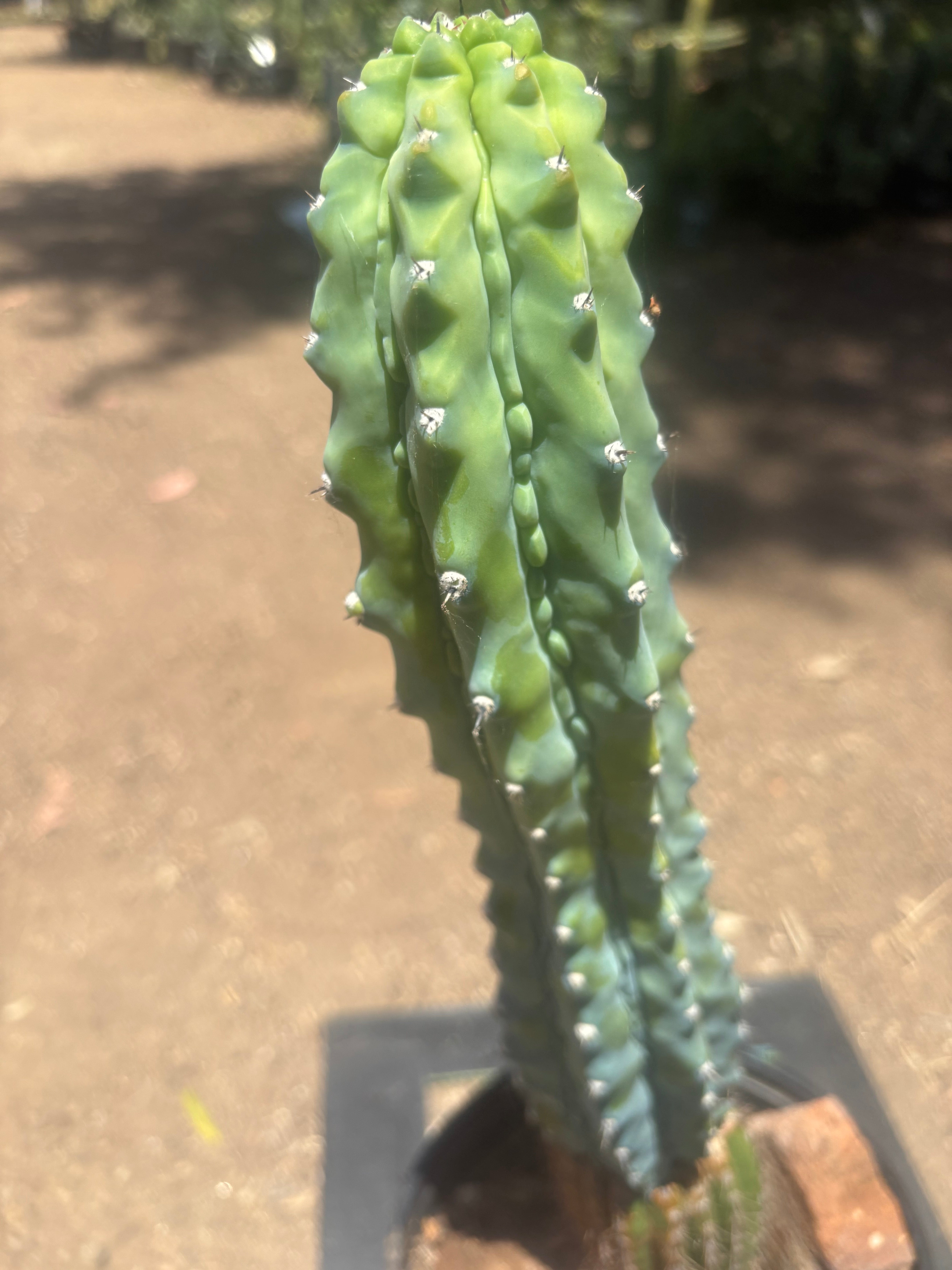 👑💎 Grecas — XL Established Tip Graft, Rooted