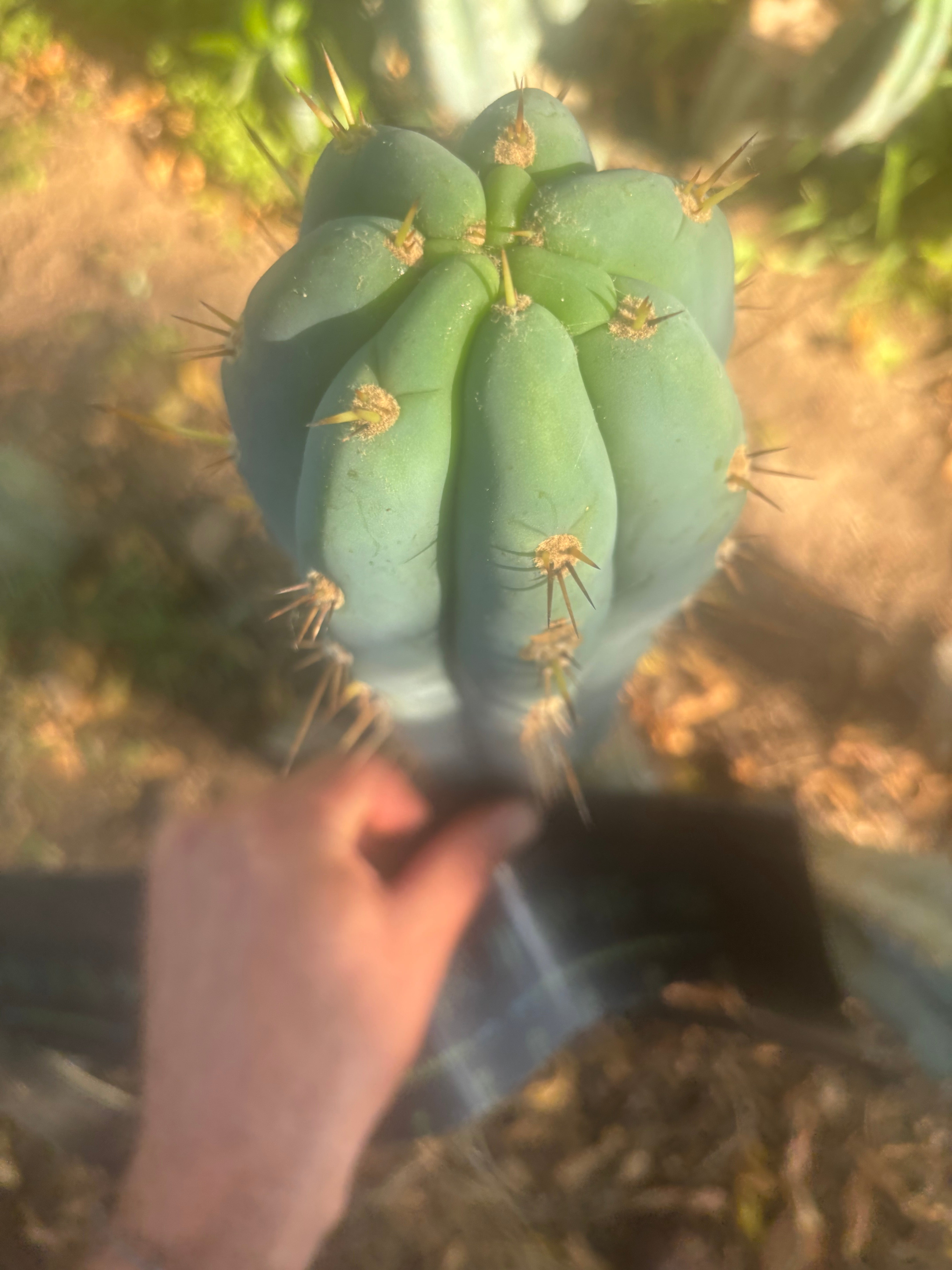💎👑 Grandfather — 9” Tip