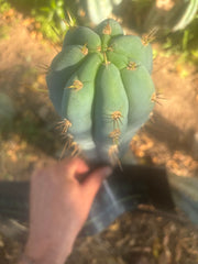 💎👑 Grandfather — 9” Tip