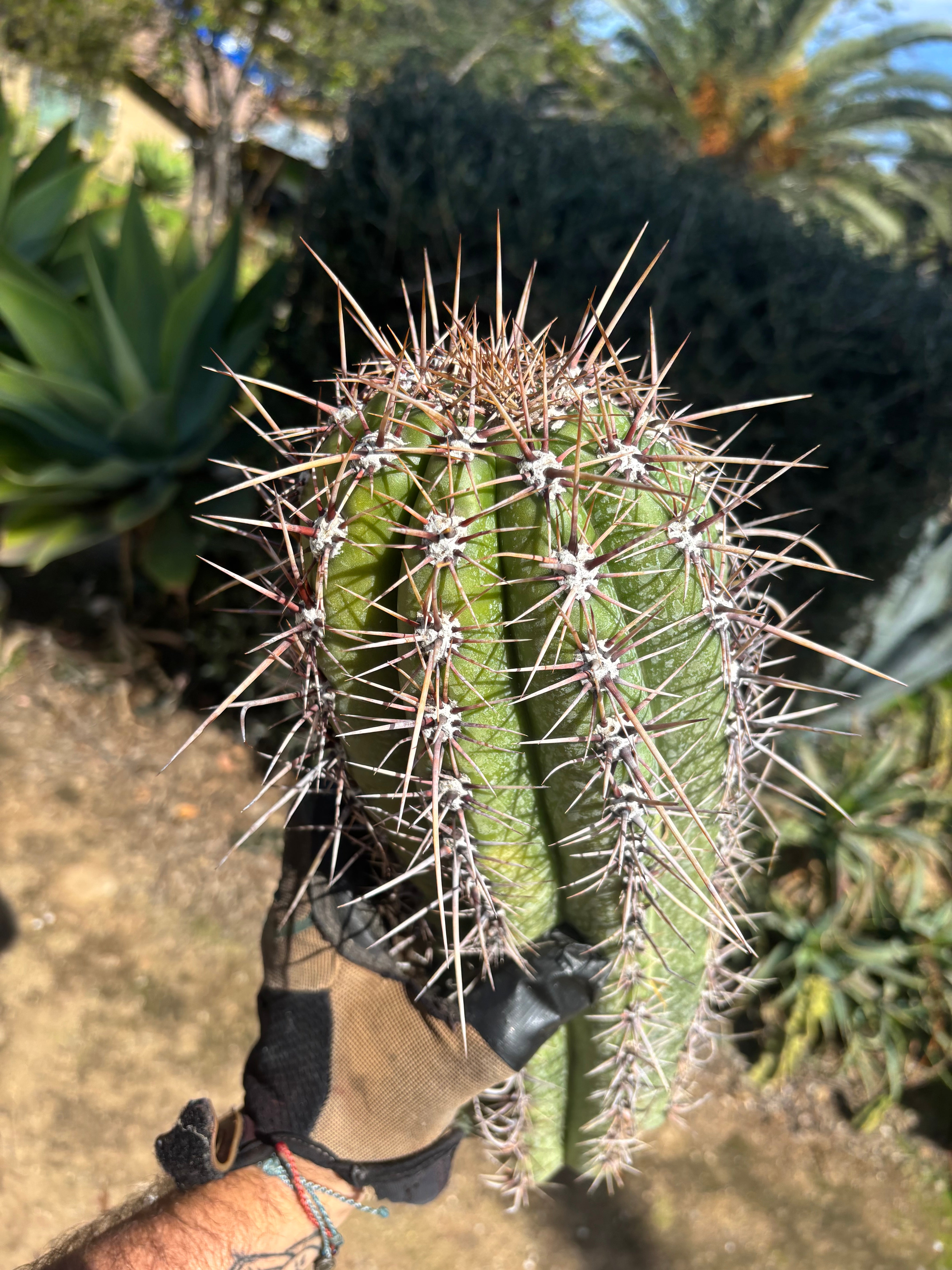 💎⚔️ Taq-Shecki — 16” Beast of a Tip