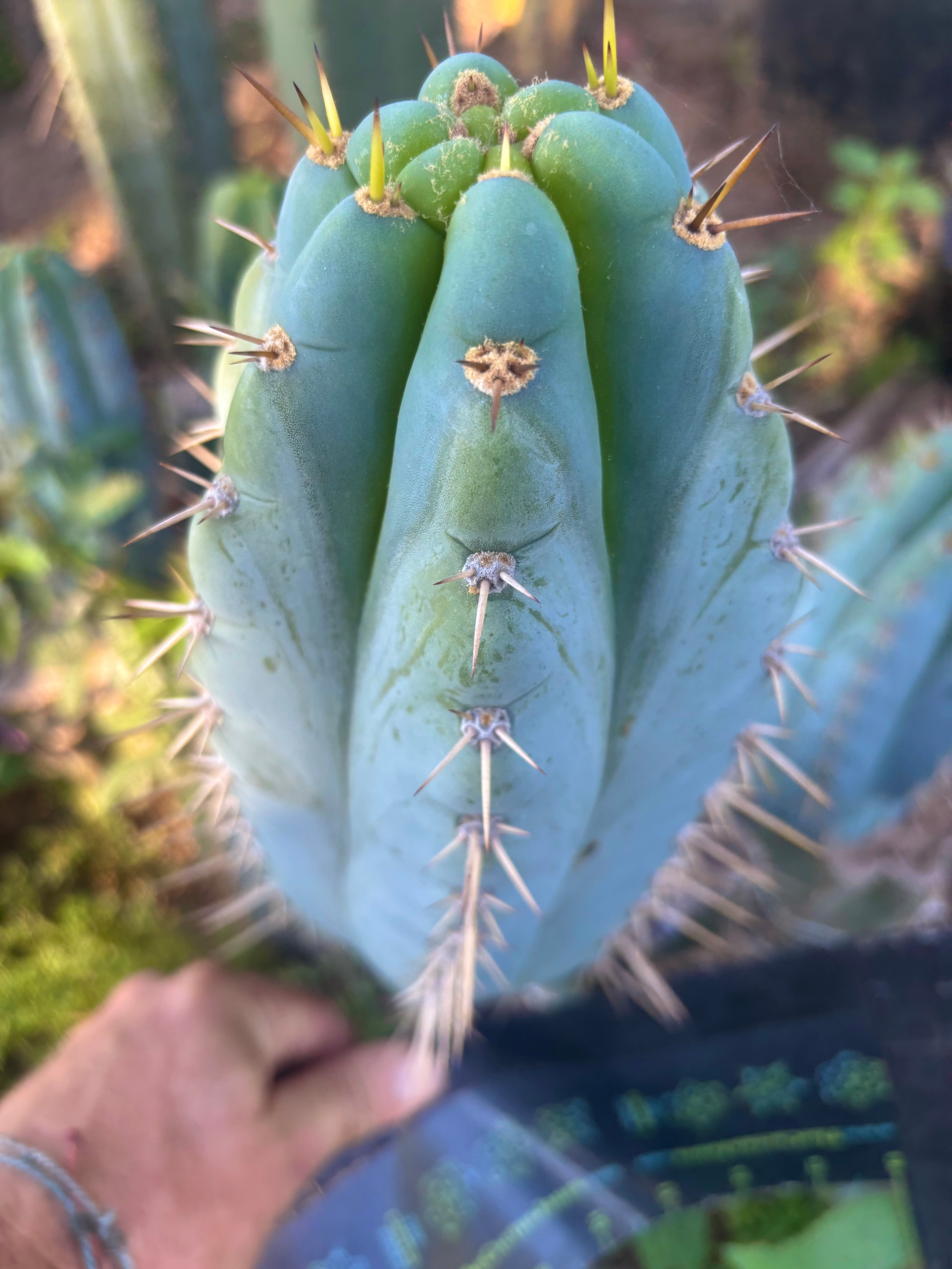 👑💎 Ridiculous — Fat 8.5” Tip