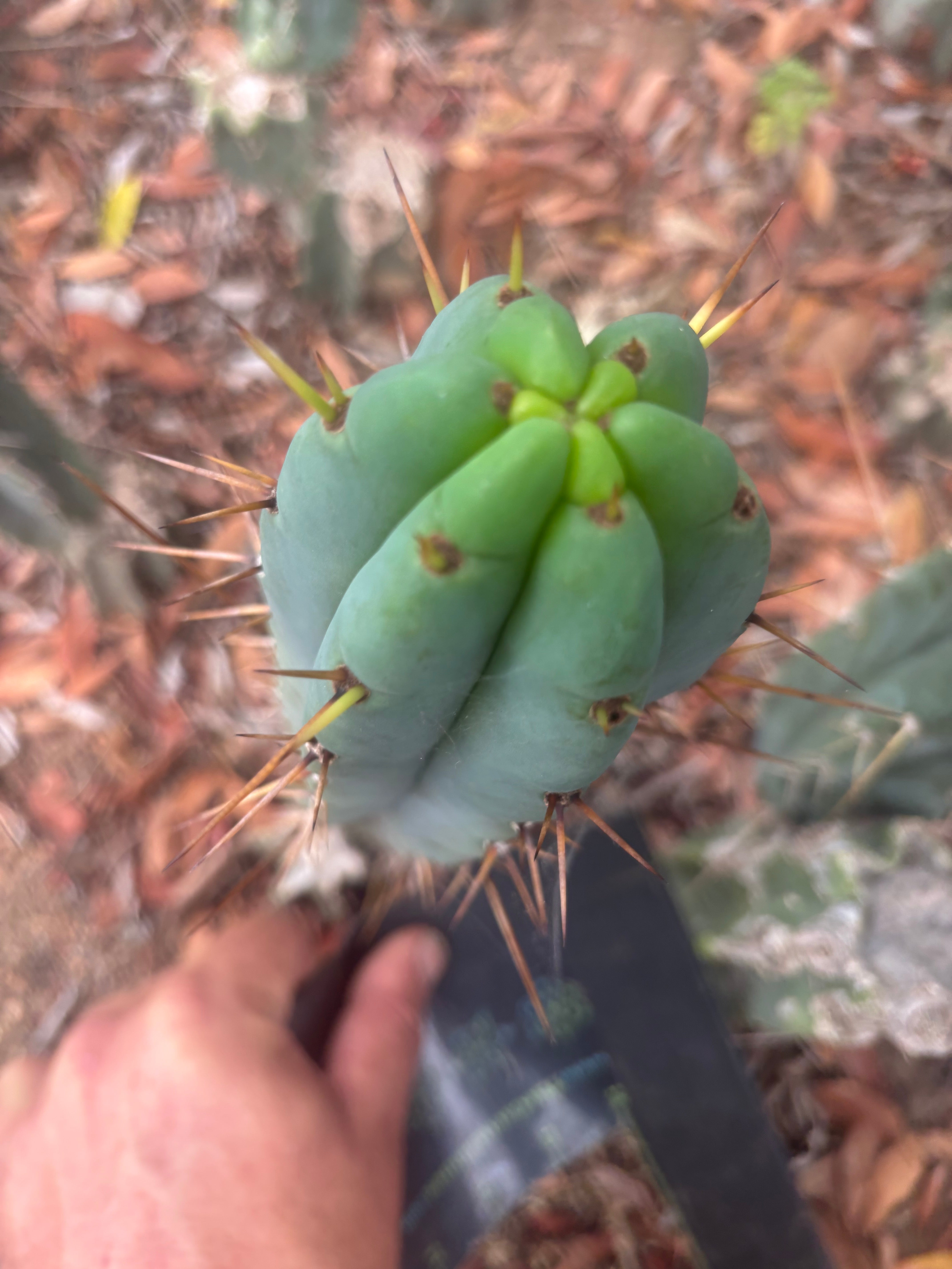 👑🌶️🌶️ Pala — 8” Tips (Inventory Listing)